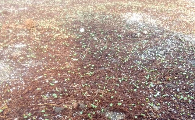 رویش جوانه امید در دهکده گیاهان دارویی گلستان/ جهادگران جوان پا در رکاب اَبَربرنامه پیشرفت