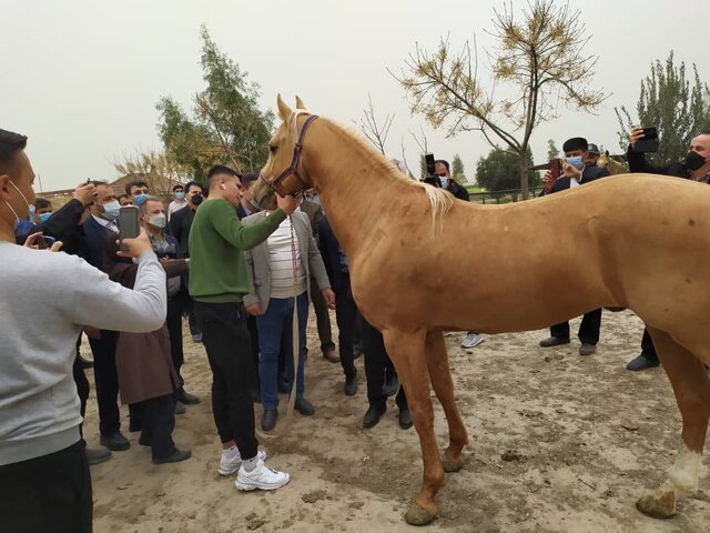 گزارش ایسنا از حضور سجادی در «کلاله»/ رخ‌نمایی اسب اصیل ترکمن در مقابل وزیر ورزش