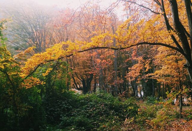 گلستان مقصد گردشگری اوراسیا / از بلندترین برج آجری جهان تا دریاچه بنفش و جنگل های نادر هیرکانی 5