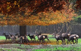 گلستان مقصد گردشگری اوراسیا/ از بلندترین برج آجری جهان تا دریاچه بنفش و جنگل های نادر هیرکانی