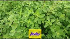 آغاز فروش یک میلیون و ۲۰۰ هزار نشاء گیاهان دارویی/ تا تکمیل زنجیره ارزش راهی نمانده است