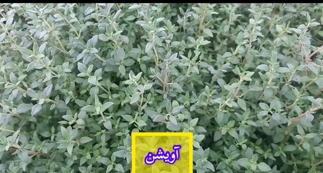 آغاز فروش یک میلیون و 200 هزار نشاء گیاهان دارویی / تا تکمیل زنجیره ارزش راهی نمانده است 9
