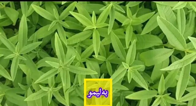 آغاز فروش یک میلیون و 200 هزار نشاء گیاهان دارویی / تا تکمیل زنجیره ارزش راهی نمانده است 10