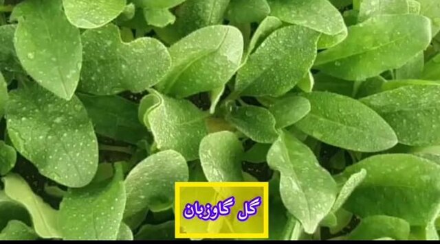 آغاز فروش یک میلیون و 200 هزار نشاء گیاهان دارویی / تا تکمیل زنجیره ارزش راهی نمانده است 5