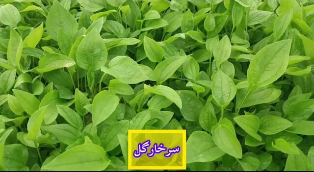 آغاز فروش یک میلیون و 200 هزار نشاء گیاهان دارویی / تا تکمیل زنجیره ارزش راهی نمانده است 7