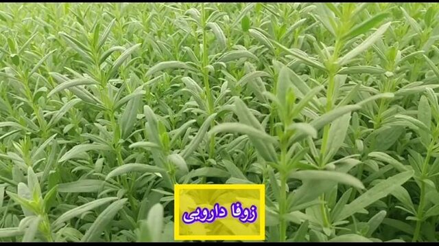 آغاز فروش یک میلیون و 200 هزار نشاء گیاهان دارویی / تا تکمیل زنجیره ارزش راهی نمانده است 8