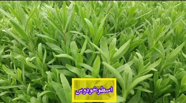 آغاز فروش یک میلیون و 200 هزار نشاء گیاهان دارویی / تا تکمیل زنجیره ارزش راهی نمانده است 6