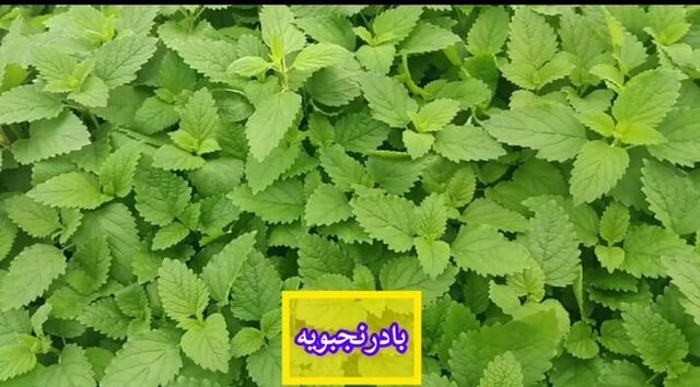آغاز فروش یک میلیون و 200 هزار نشاء گیاهان دارویی / تا تکمیل زنجیره ارزش راهی نمانده است 4
