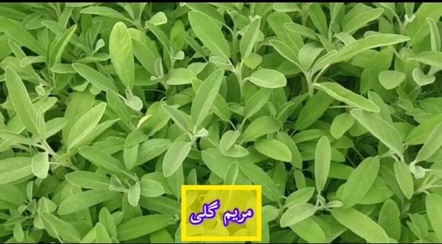 آغاز فروش یک میلیون و 200 هزار نشاء گیاهان دارویی / تا تکمیل زنجیره ارزش راهی نمانده است 2