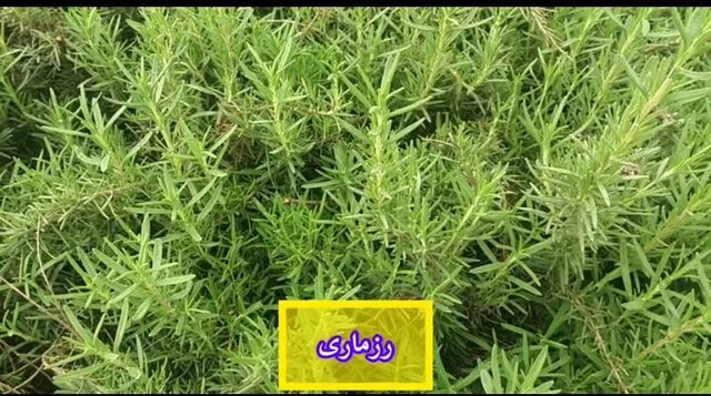 آغاز فروش یک میلیون و 200 هزار نشاء گیاهان دارویی / تا تکمیل زنجیره ارزش راهی نمانده است 3