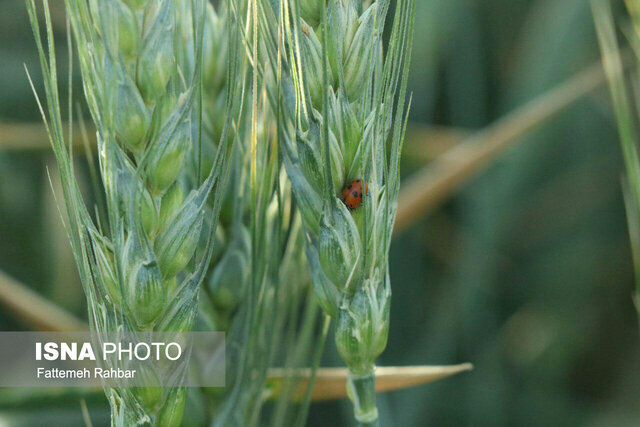 مبارزه بیولوژیک با بیماری‌ قارچی و هجوم ملخ در "آزادشهر"