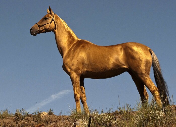 تعویق یک هفته ای جشنواره زیبایی اسب اصیل ترکمن/ علت تعویق فوت مادر داور خارجی جشنواره