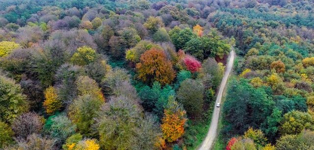 «بازمانده عصر یخبندان» گنجینهای برای گلستان/ فسیلهای زنده 50 میلیون ساله را قدر بدانیم