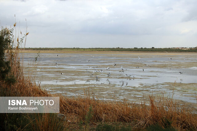 تالاب آلماگل نگین مهاجرت پرندگان