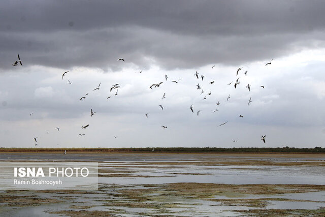 تالاب آلماگل نگین مهاجرت پرندگان