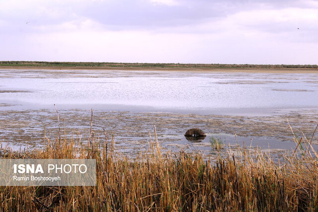 تالاب آلماگل نگین مهاجرت پرندگان