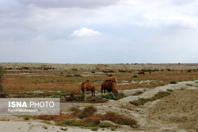 صنعت پرورش شتر - گلستان