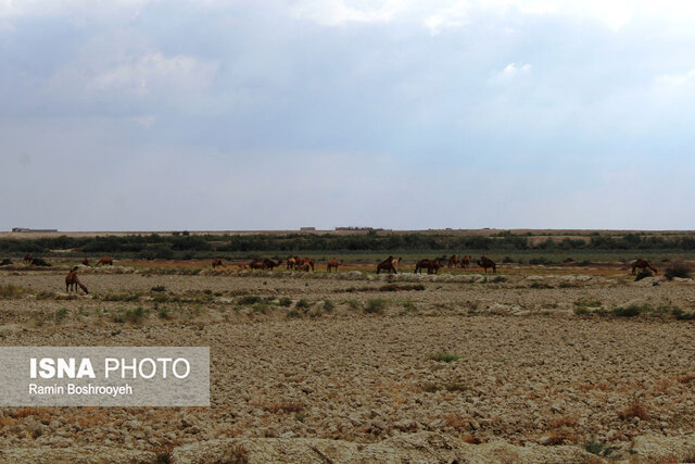 صنعت پرورش شتر - گلستان