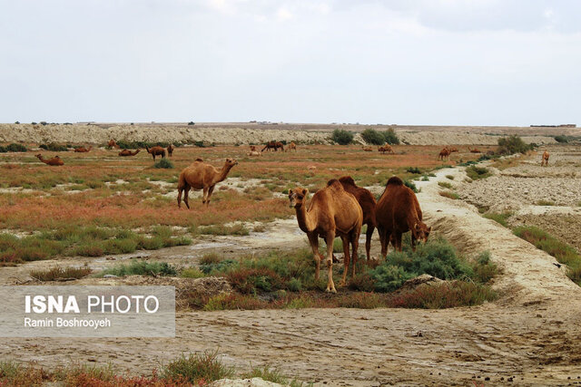 صنعت پرورش شتر - گلستان