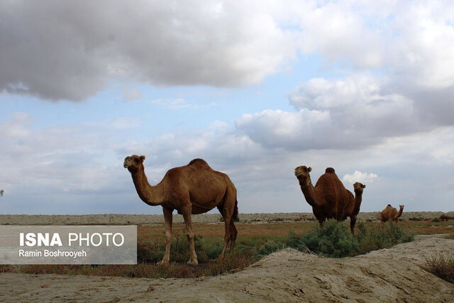 صنعت پرورش شتر - گلستان