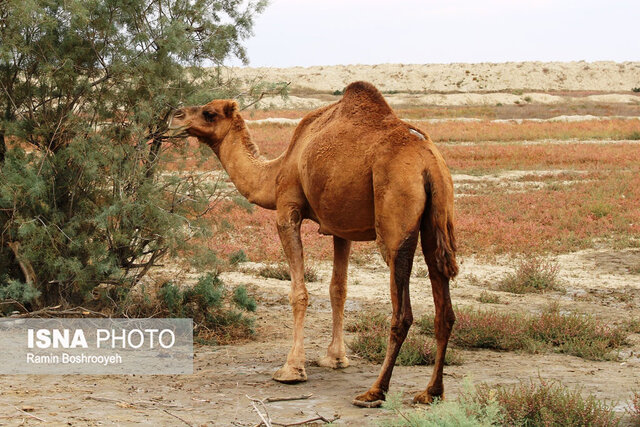 صنعت پرورش شتر - گلستان