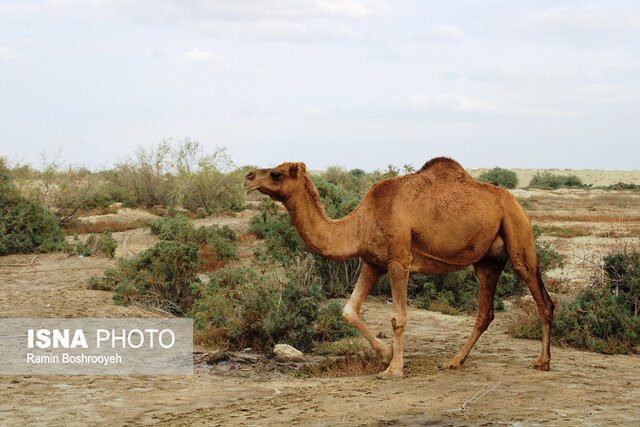 صنعت پرورش شتر - گلستان