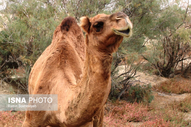 صنعت پرورش شتر - گلستان