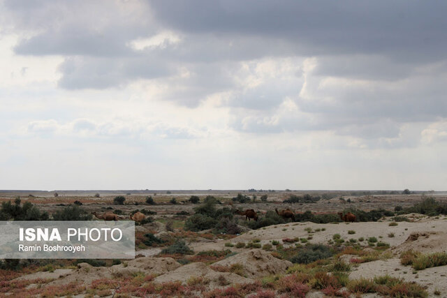 صنعت پرورش شتر - گلستان