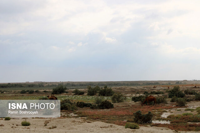 صنعت پرورش شتر - گلستان