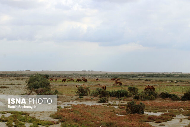 صنعت پرورش شتر - گلستان