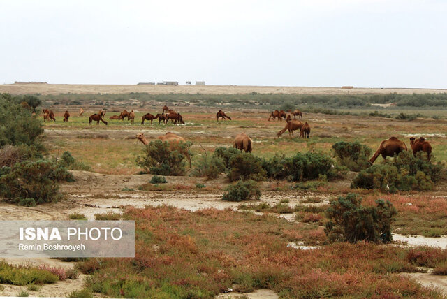 صنعت پرورش شتر - گلستان