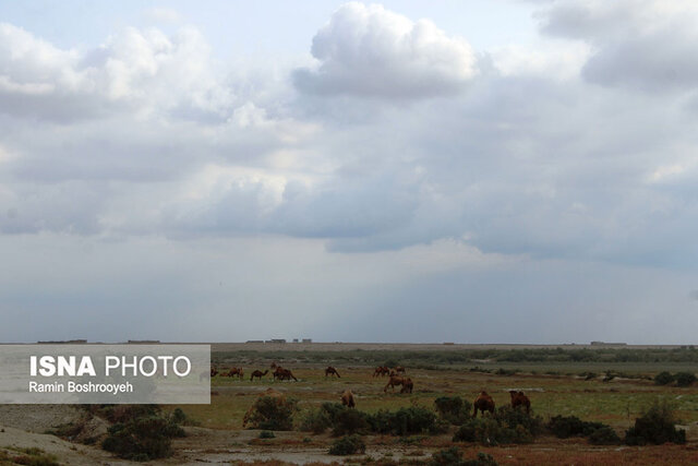 صنعت پرورش شتر - گلستان