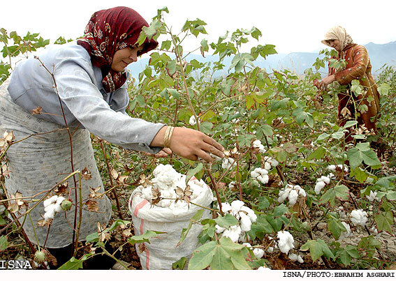 پنبه همچنان در پیچوخم بیمهریها/ «طلای سفید گلستان» به قهقرا میرود