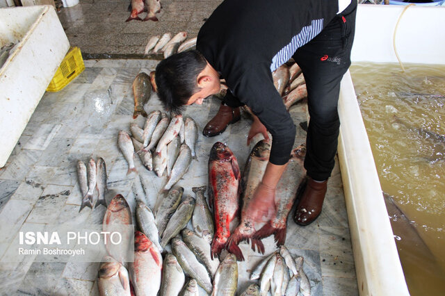 واپسین روزهای پاییز و رونق بازار ماهی فروشان بندرترکمن