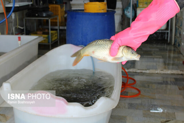 واپسین روزهای پاییز و رونق بازار ماهی فروشان بندرترکمن