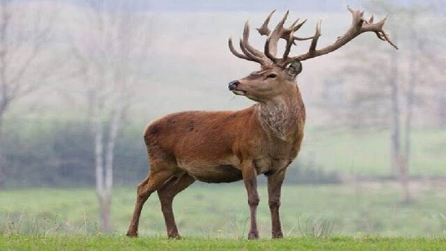 احضار مدیران گلستانی برای بررسی وضعیت مرال‌ها در پارک قرق