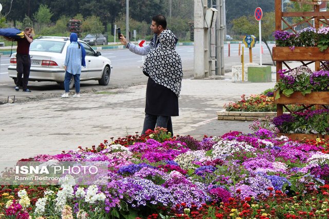 گرگان و گلستان های رنگارنگ/ گرگان میزبان فرش گل