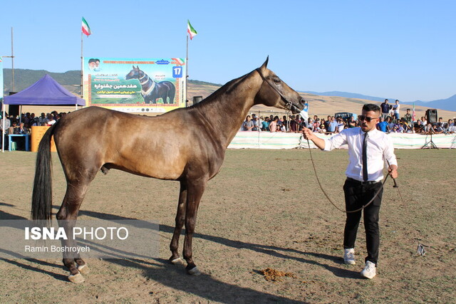 سرزمین اسبهای زیبای ترکمن پرچمدار جذب گردشگر/ بومگردیهای کلاله کولاک کردند