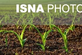 «کشاورزی حفاظتی» نسخه شفابخش اراضی دیم/ با سلاح «شخم وآتش» منبع حیات را نابود نکنیم