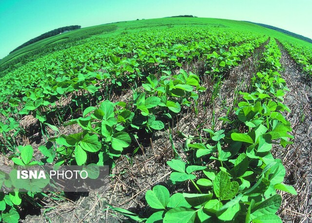«کشاورزی حفاظتی» نسخه شفابخش اراضی دیم/ با سلاح «شخم وآتش» منبع حیات را نابود نکنیم