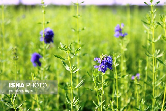 جلوه هایی از زیبایی طبیعت و دانش در دهکده گیاهان دارویی جهاد دانشگاهی