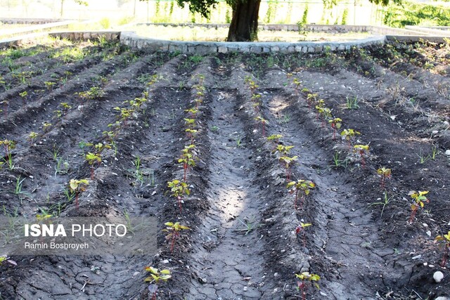 جلوه هایی از زیبایی طبیعت و دانش در دهکده گیاهان دارویی جهاد دانشگاهی