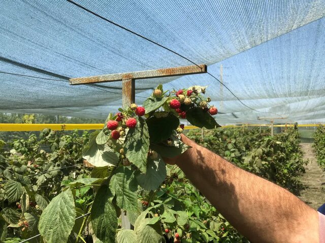 کشت میوه لاکچری در گلستان/ کمکالری، درمانگر و گرانقیمت