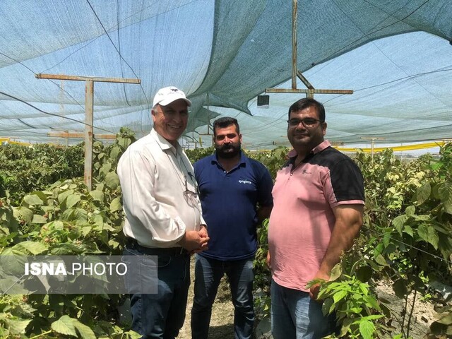 کشت میوه لاکچری در گلستان/ کمکالری، درمانگر و گرانقیمت