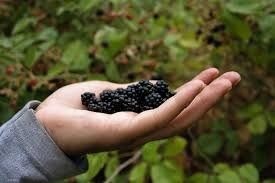 کسب درآمد با رام کردن تمشکهای وحشی در گلستان