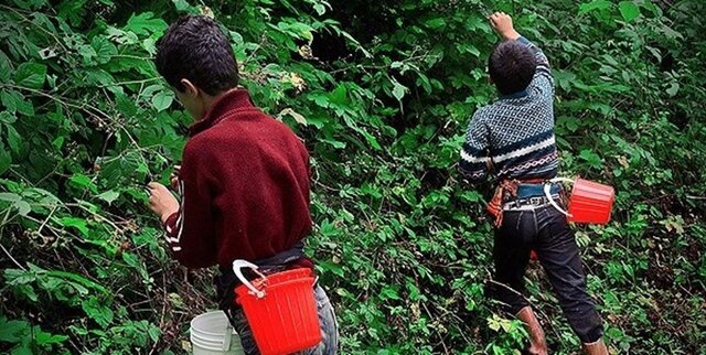 کسب درآمد با رام کردن تمشکهای وحشی در گلستان