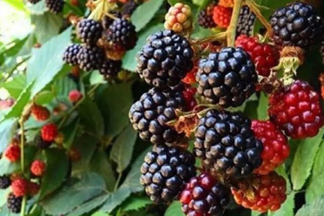 رقص تمشکهای سرخ در باغهای گلستان/ فصل برداشت میوه وحشی طبیعت