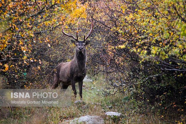 گره کور تعریض جاده جنگل گلستان کجاست؟
