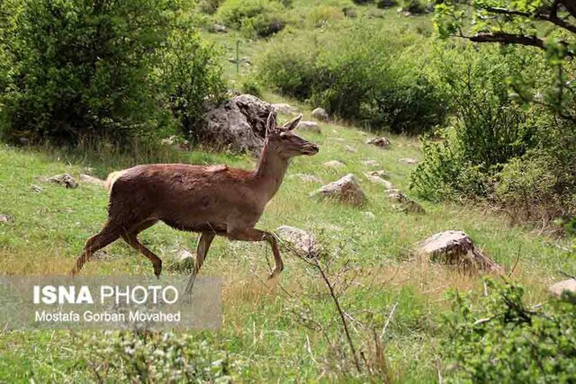 گره کور تعریض جاده جنگل گلستان کجاست؟