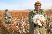 کشت قراردادی پنبه در گلستان نیازمند تأمین مالی و ورود صنایع است